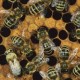 Bando pubblico per il finanziamento di attività autogestite da associazioni di apicoltori – Regione Campania